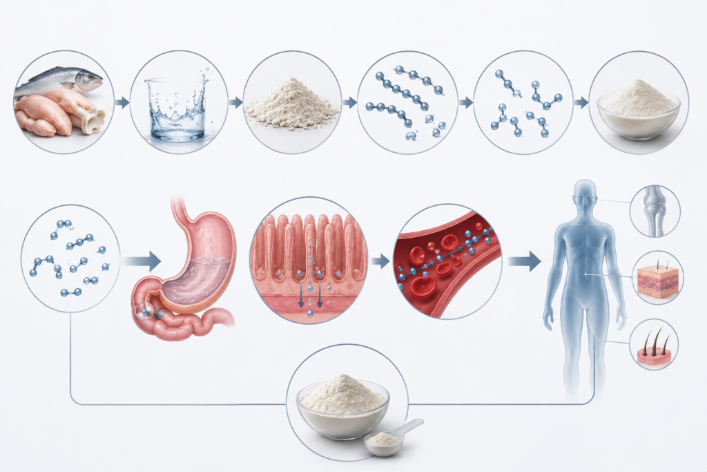 Transformación del colágeno: de proteína estructural a péptidos bioactivos de alta absorción